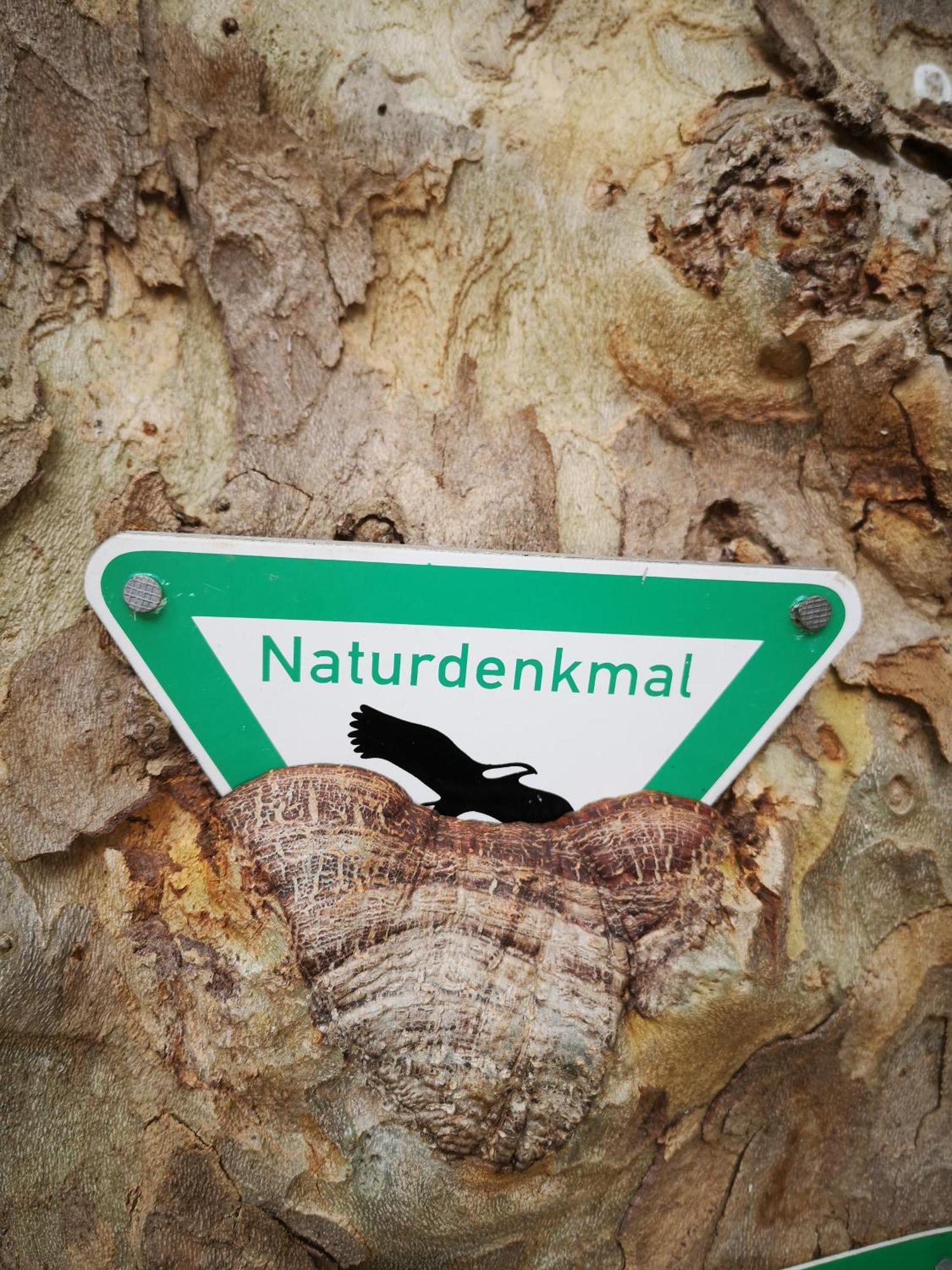 Ferienwohnung In Waldrandlage In Nationalpark Schleiden / Eifel Εξωτερικό φωτογραφία