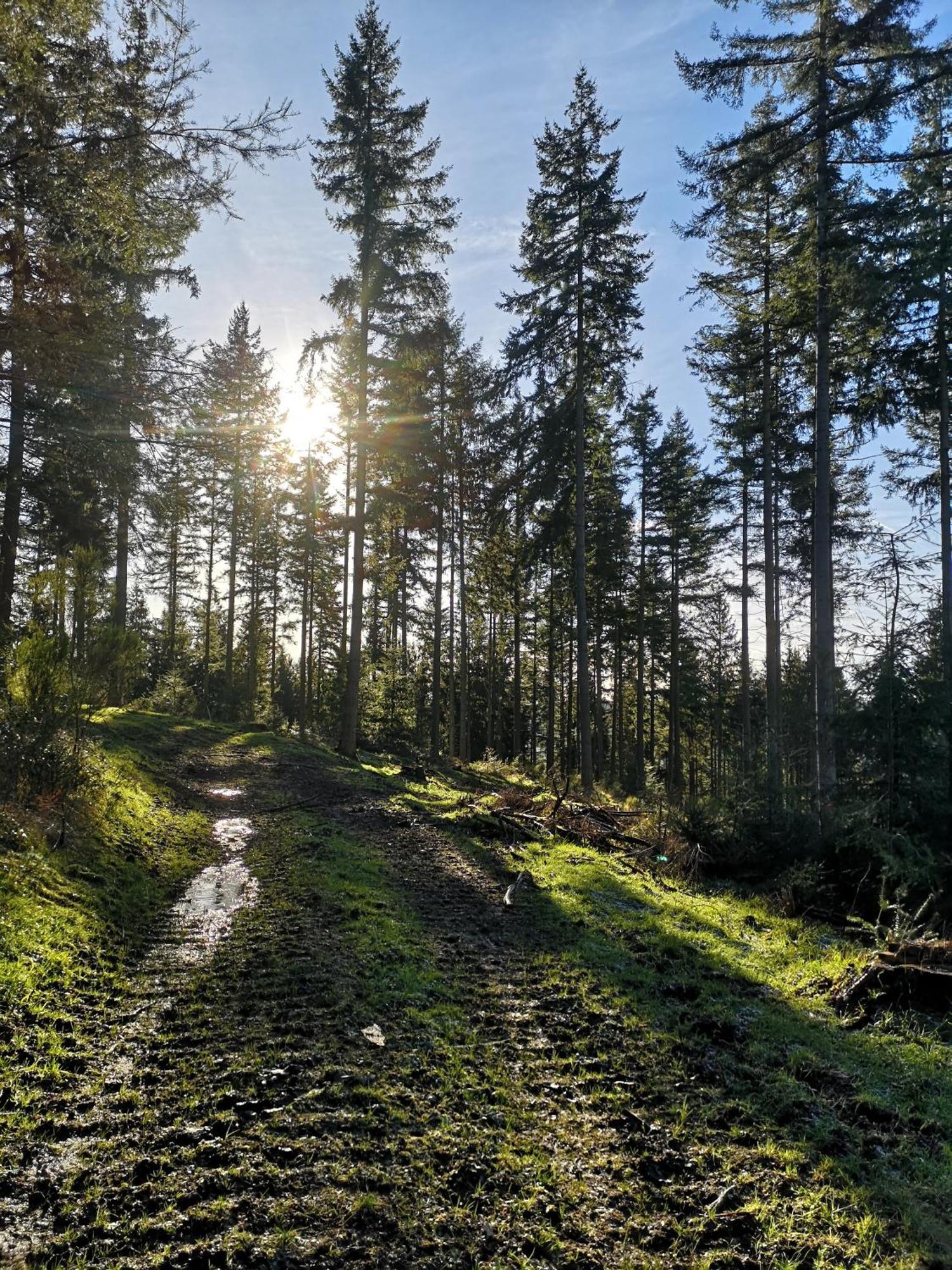 Ferienwohnung In Waldrandlage In Nationalpark Schleiden / Eifel Εξωτερικό φωτογραφία