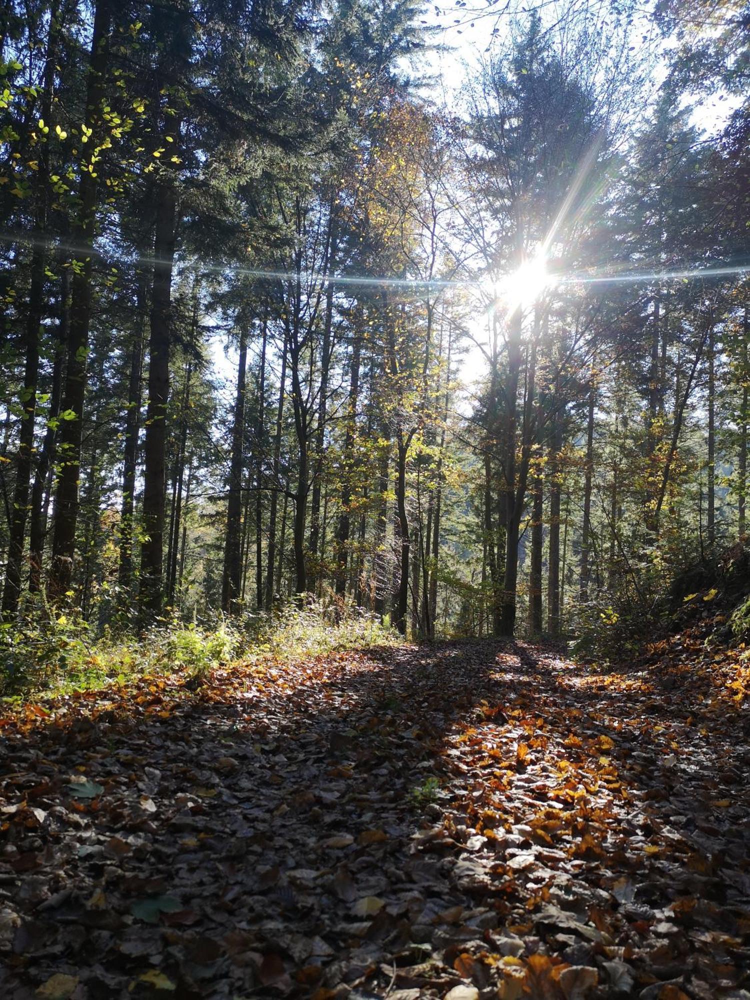 Ferienwohnung In Waldrandlage In Nationalpark Schleiden / Eifel Εξωτερικό φωτογραφία